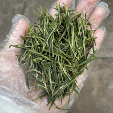 安吉白茶