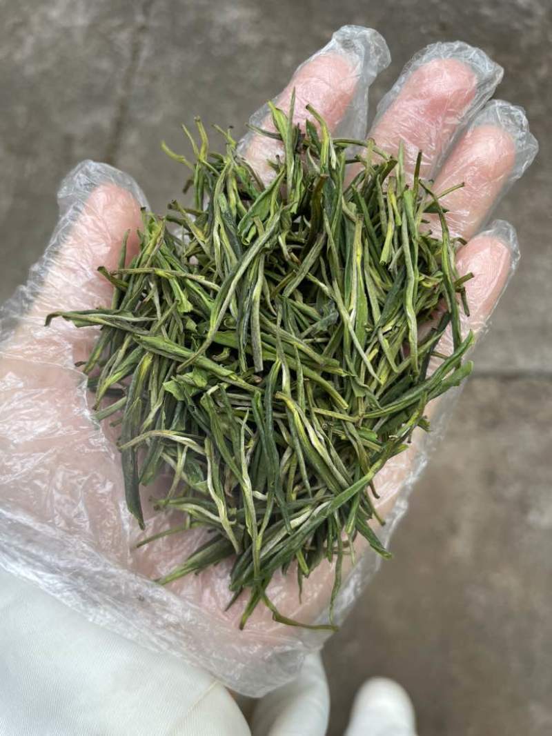 安吉白茶