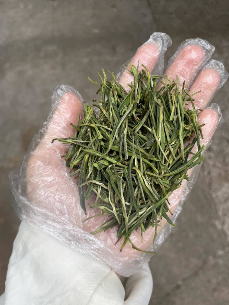 安吉白茶