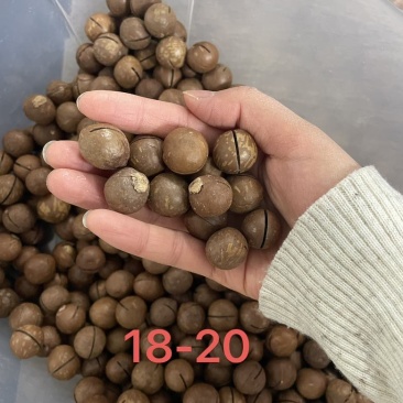 夏威夷果各种型号电商一件代发批发，有量有价