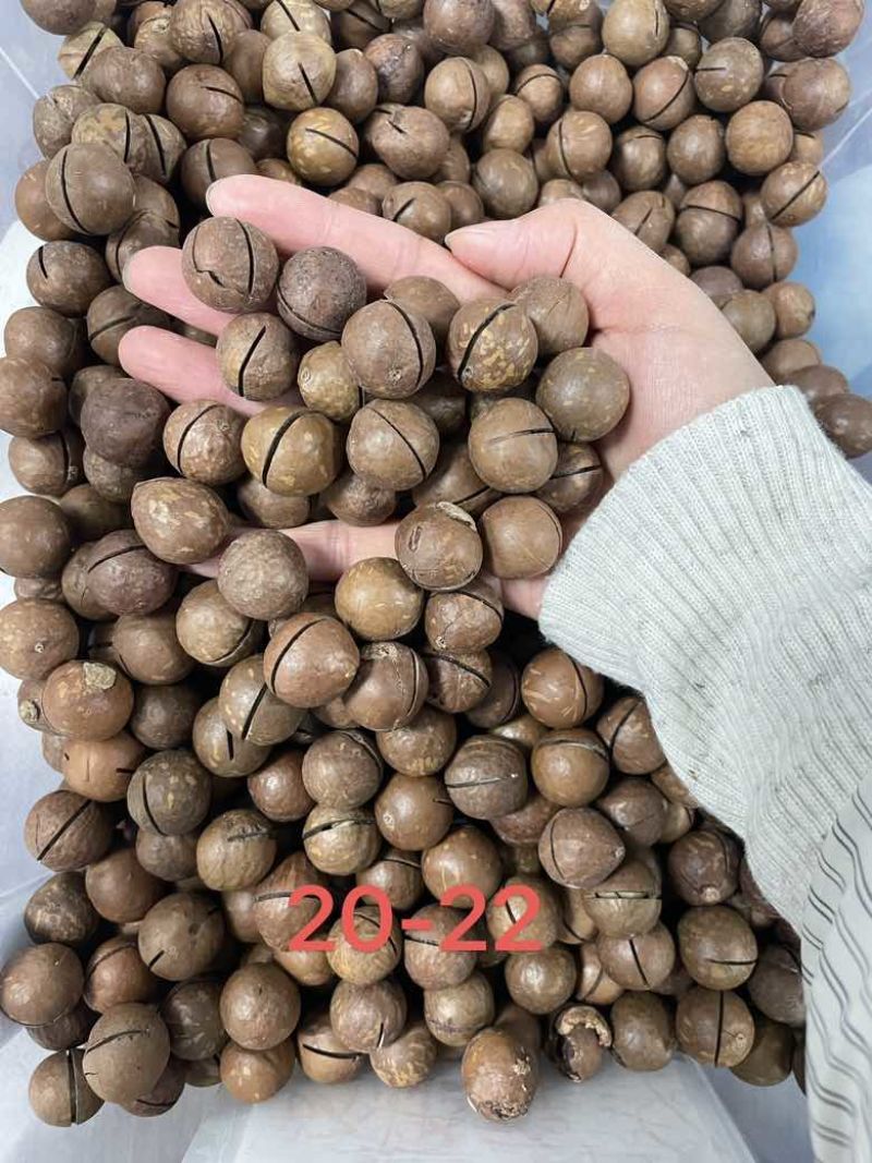 夏威夷果各种型号电商一件代发批发，有量有价