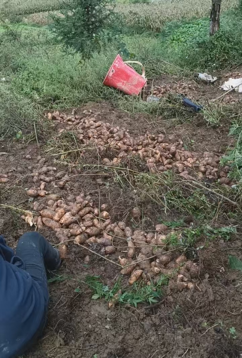 正宗昭通乌天麻