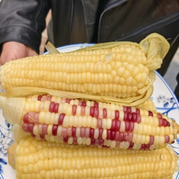 冻棒黄玉米甜糯白玉米富硒玉米有机转换期第二年