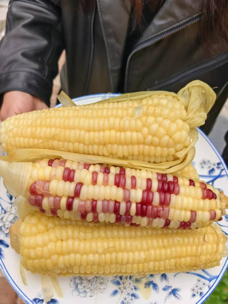 冻棒黄玉米甜糯白玉米富硒玉米有机转换期第二年