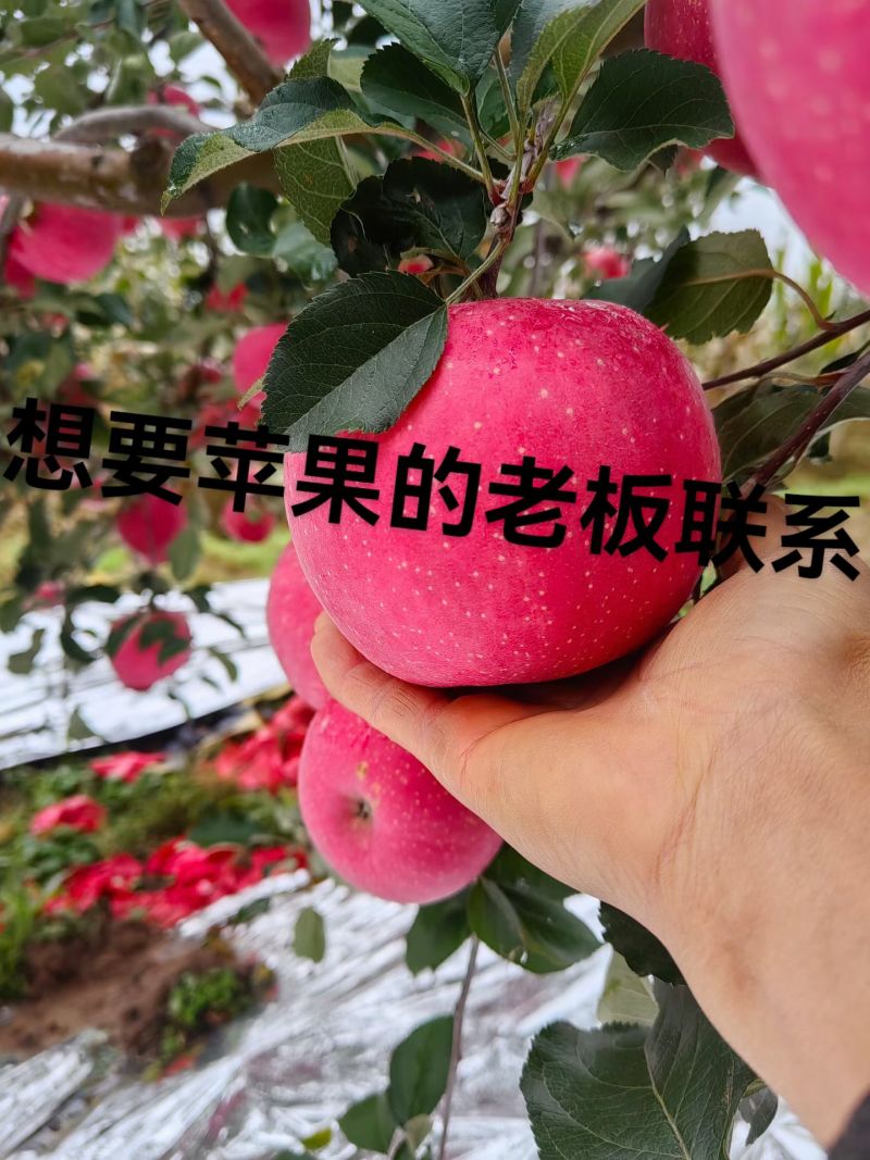 代办，代收，代发