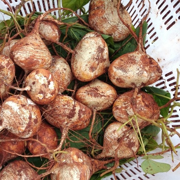 红土地土瓜