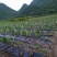 荔浦正宗的荔浦芋头，2.5－3斤一个，荔浦种植基地直接发货
