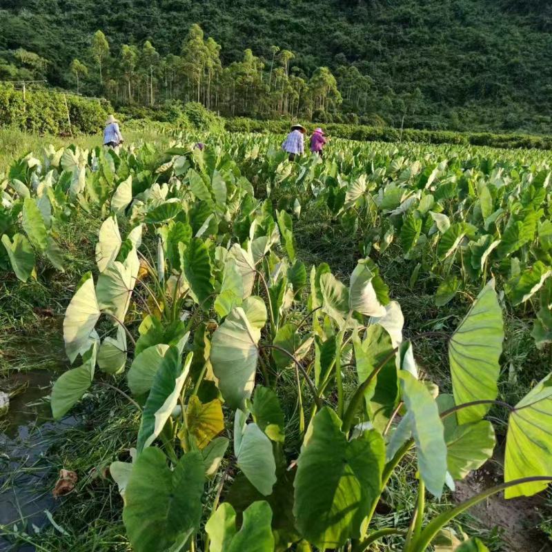 荔浦正宗的荔浦芋头，2.5－3斤一个，荔浦种植基地直接发货