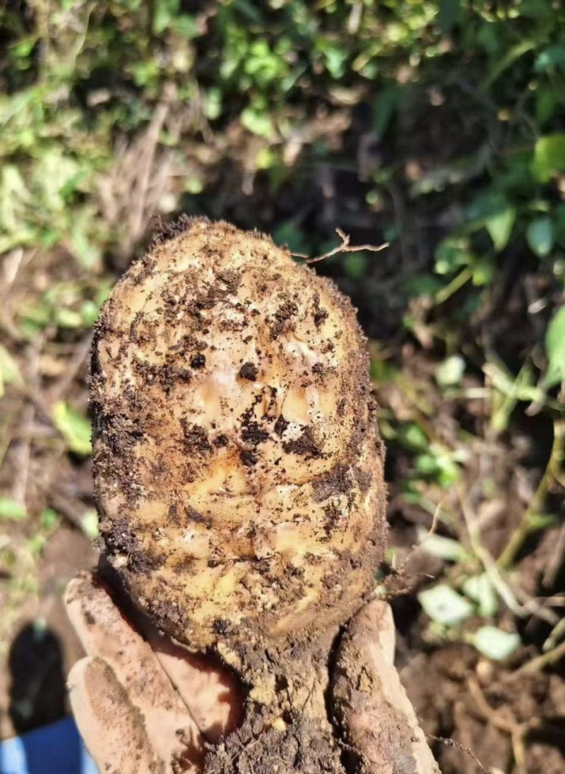 云南昭通小草坝天麻
