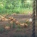 无抗无激素胡须土鸡