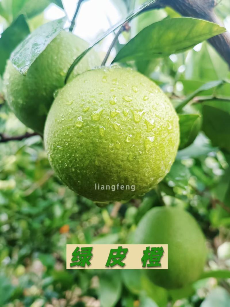 云南高山绿皮冰糖橙10斤包邮