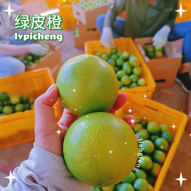 云南高山绿皮冰糖橙10斤包邮