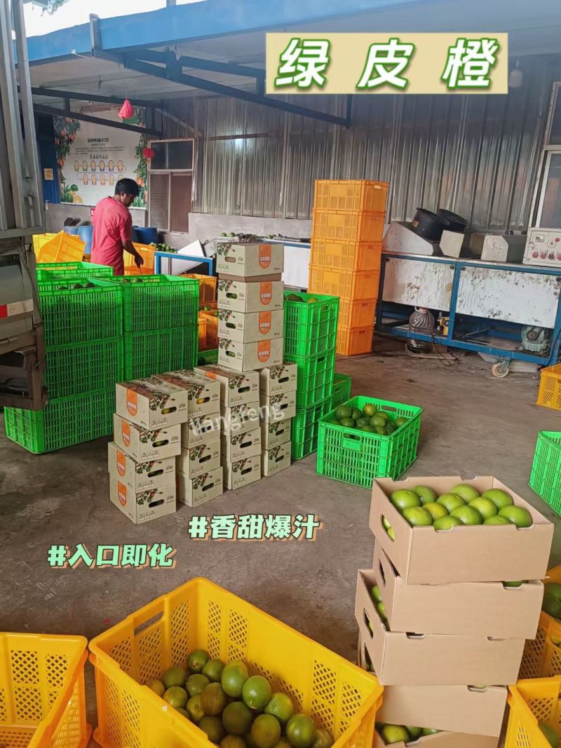 云南高山绿皮冰糖橙10斤包邮