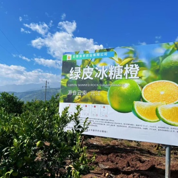 云南高山绿皮冰糖橙10斤包邮