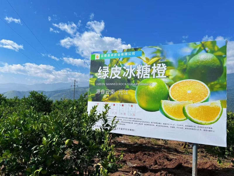 云南高山绿皮冰糖橙10斤包邮