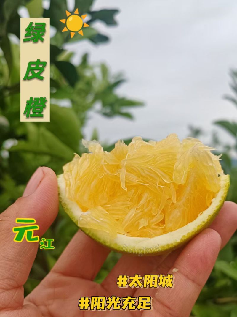 云南高山绿皮冰糖橙10斤包邮