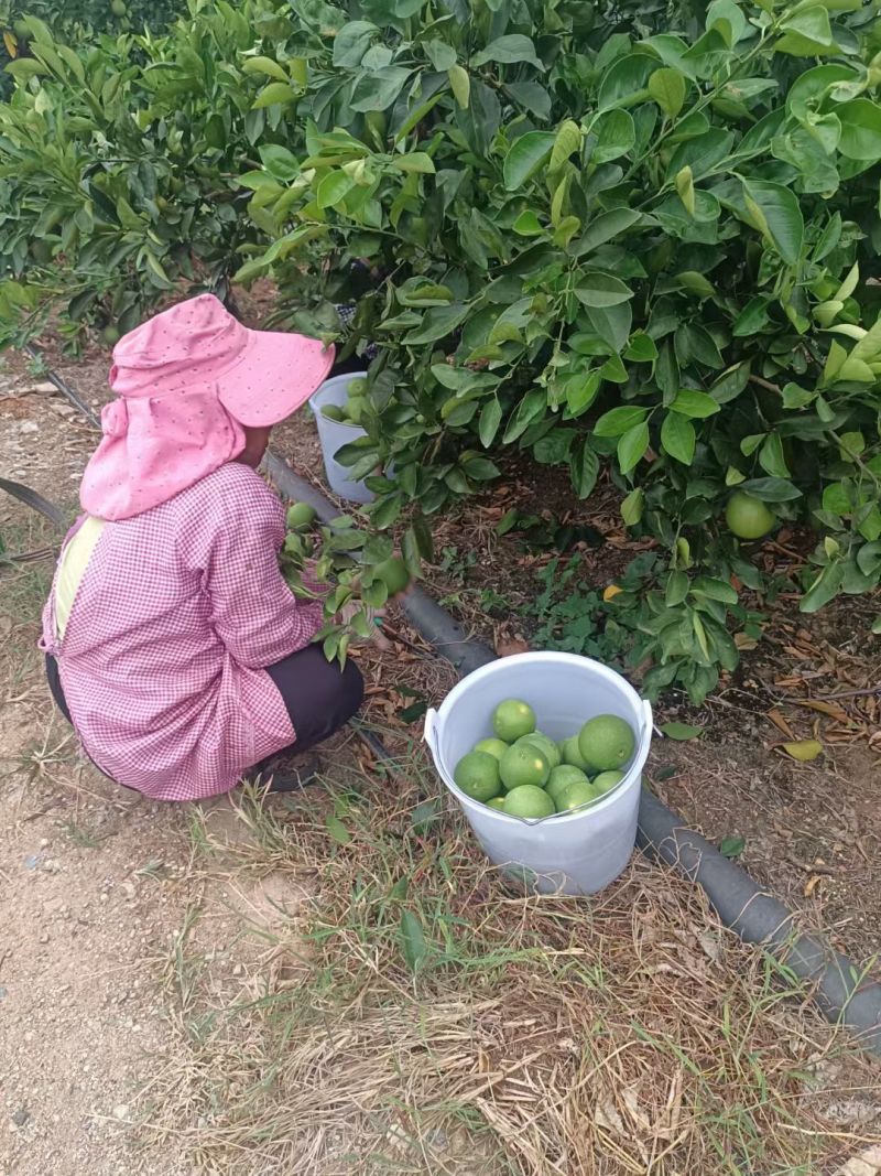 云南高山绿皮冰糖橙10斤包邮