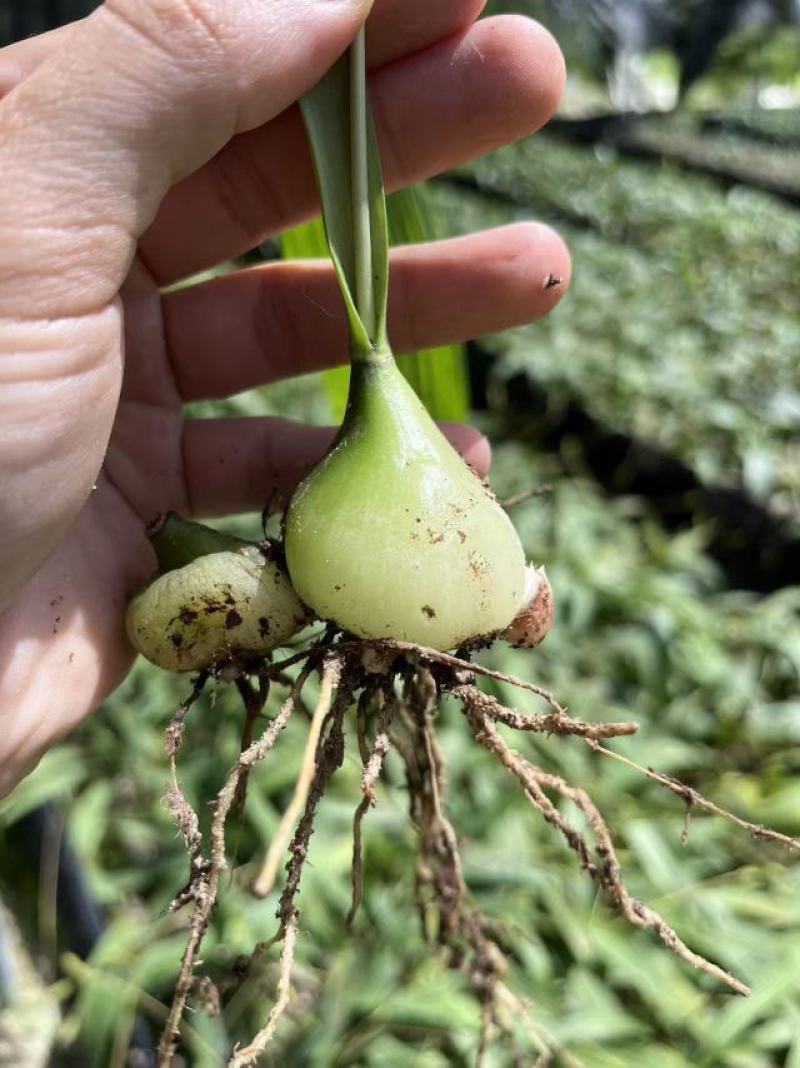 云南省家种白果冰球子山慈菇独蒜兰云南独蒜兰