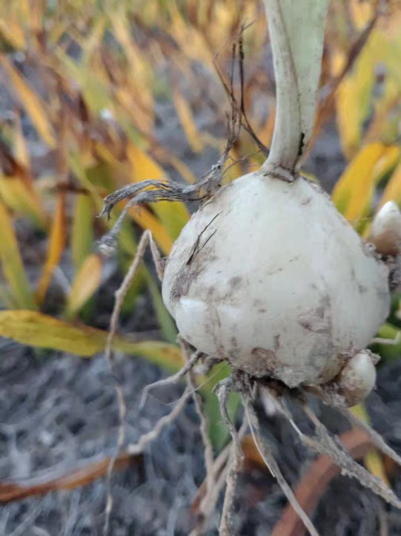 云南省家种白果冰球子山慈菇独蒜兰云南独蒜兰