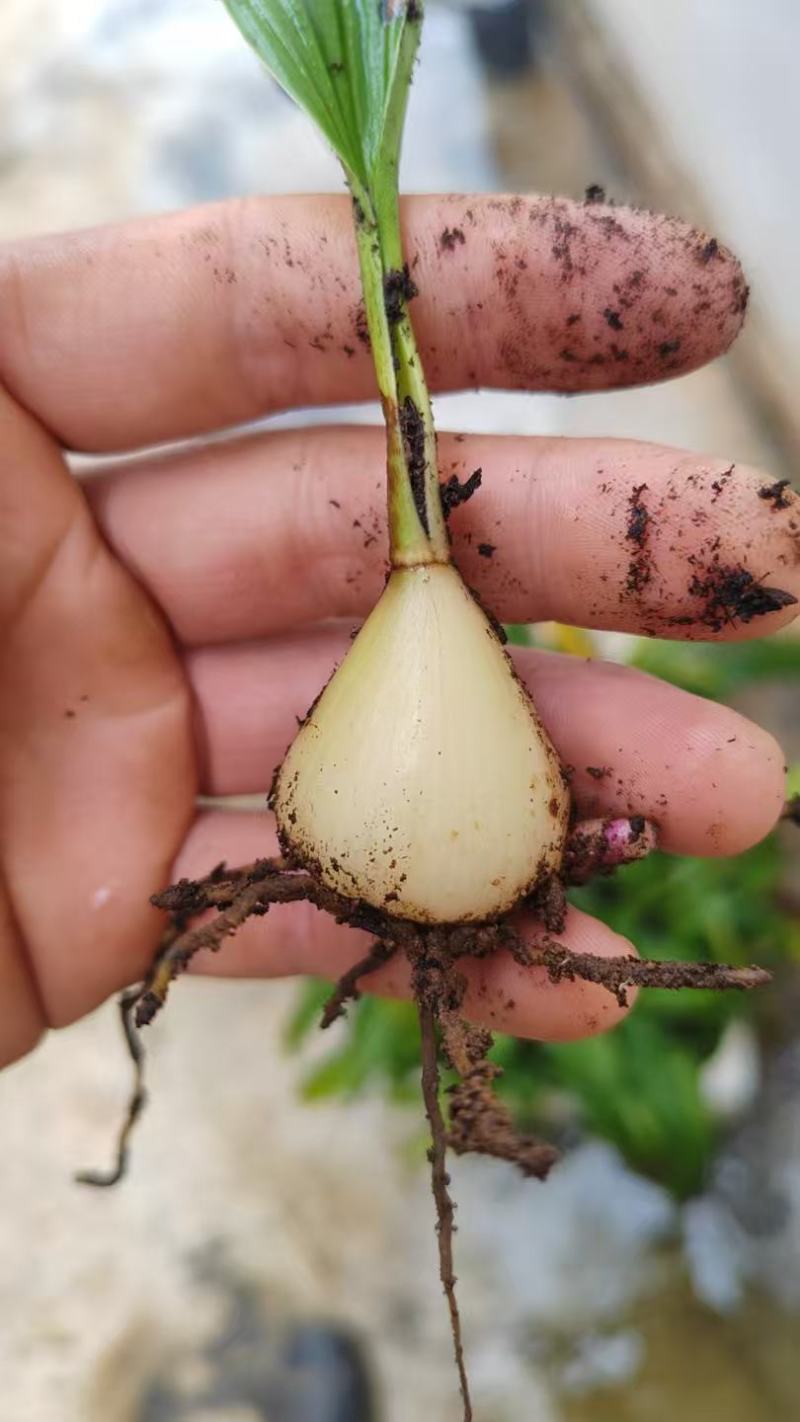 云南省家种白果冰球子山慈菇独蒜兰云南独蒜兰