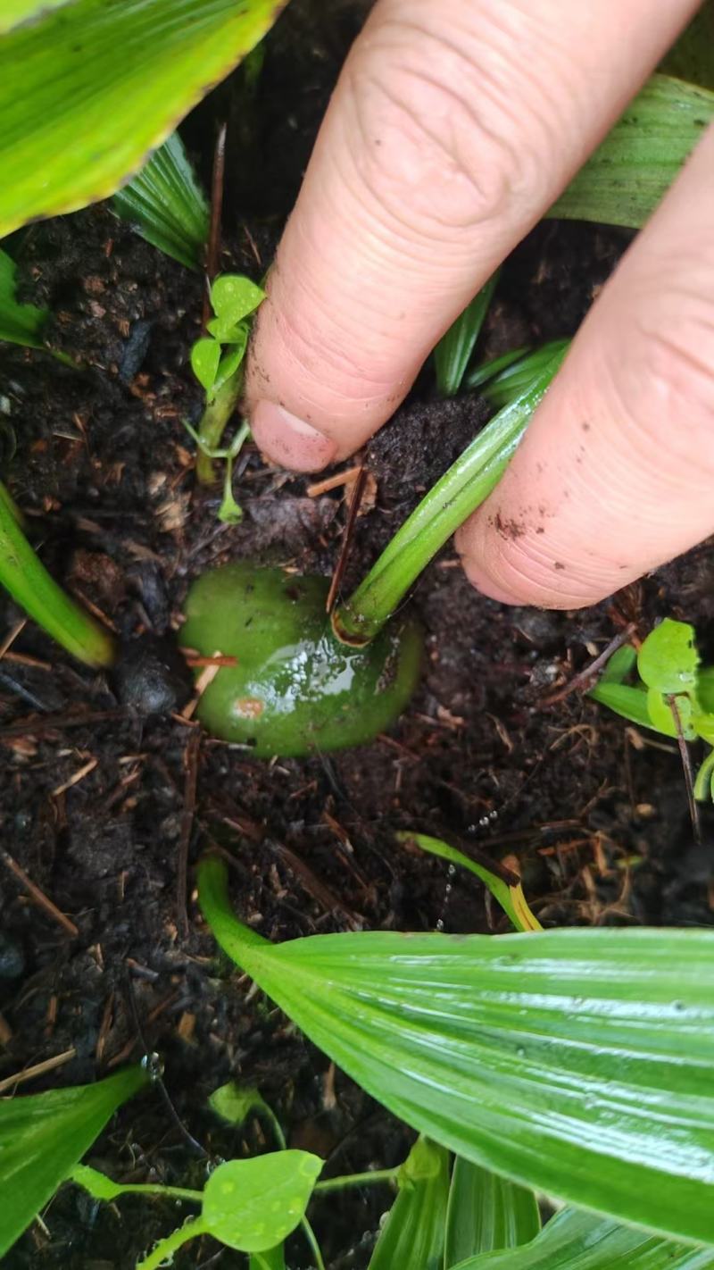 云南省家种白果冰球子山慈菇独蒜兰云南独蒜兰