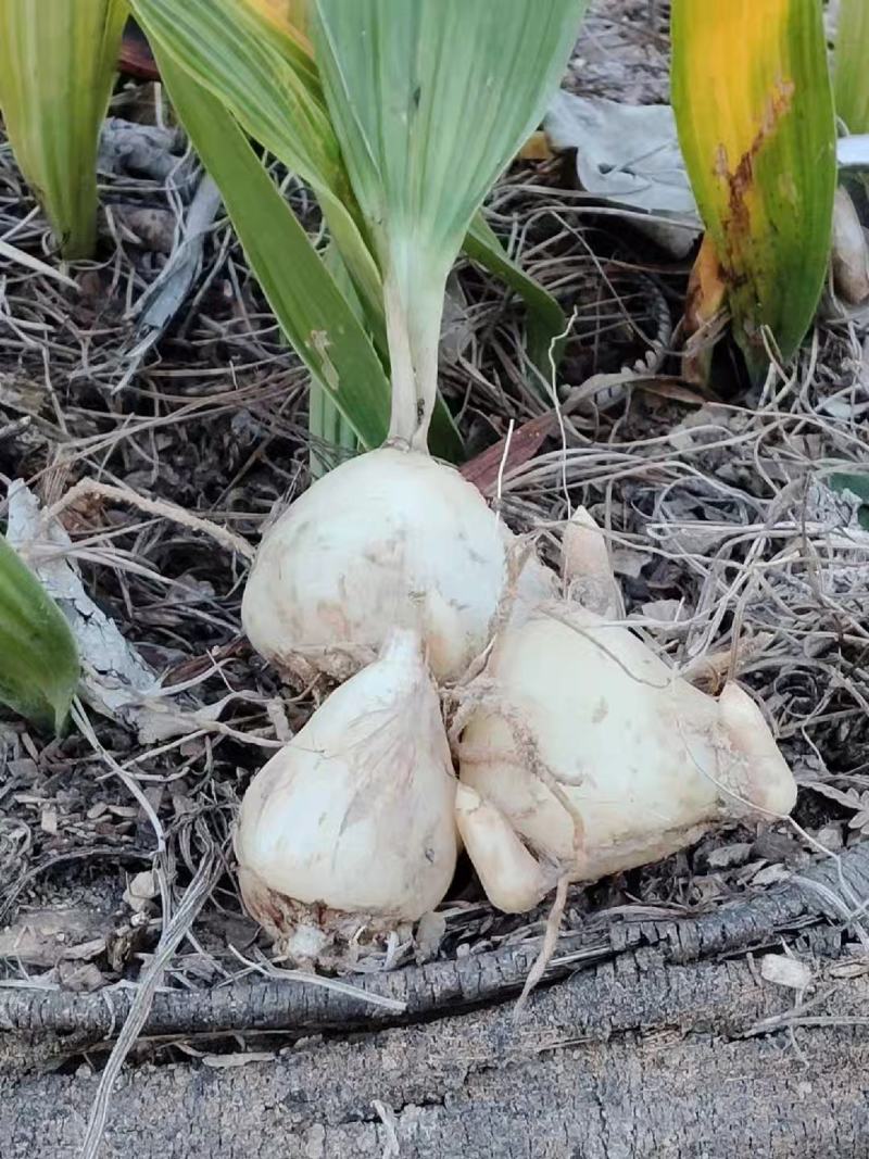 云南省家种白果冰球子山慈菇独蒜兰云南独蒜兰