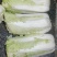 东北大白菜