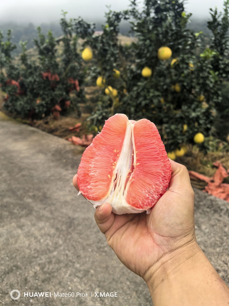 贵州省荔波县红柚300万斤！现货***********