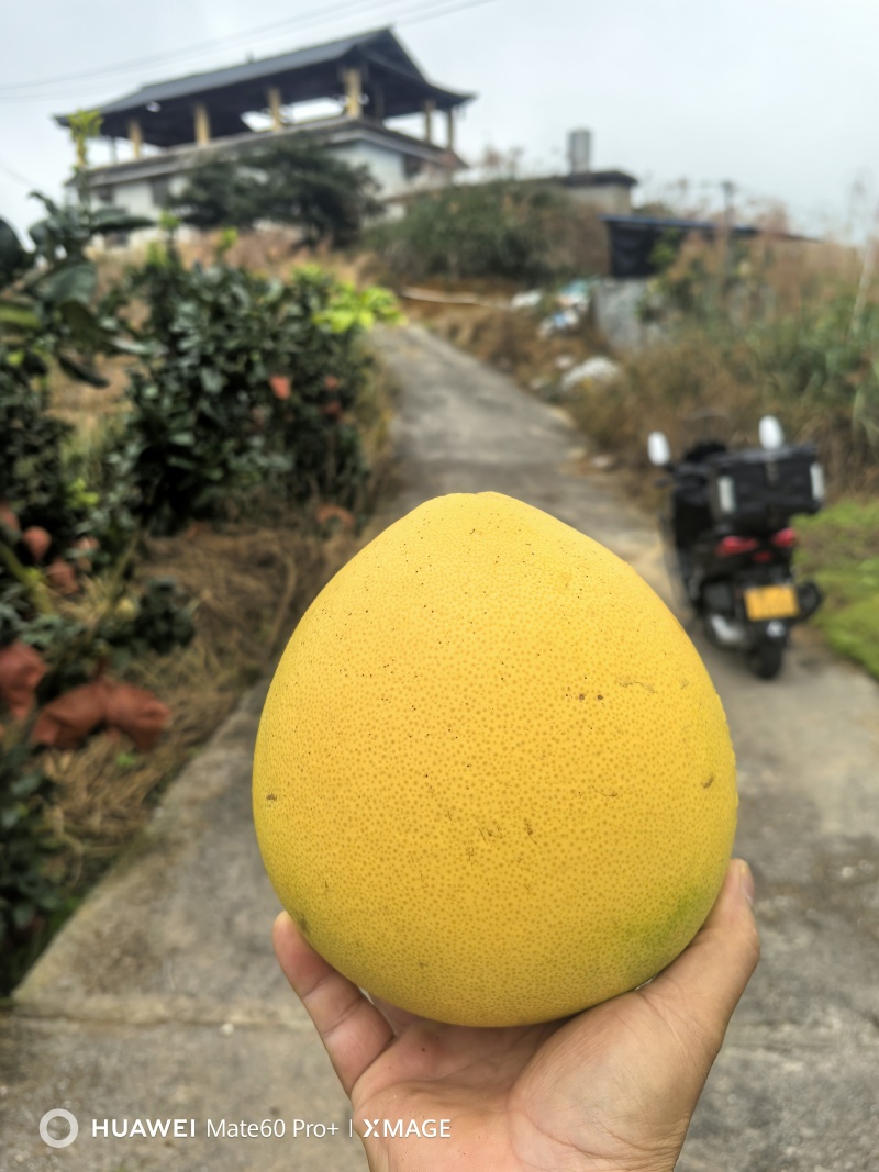 贵州省荔波县红柚300万斤！现货***********