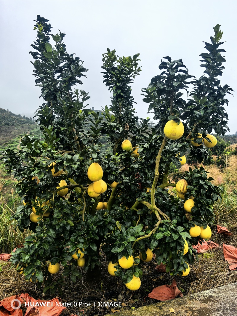 贵州省荔波县红柚300万斤！现货***********