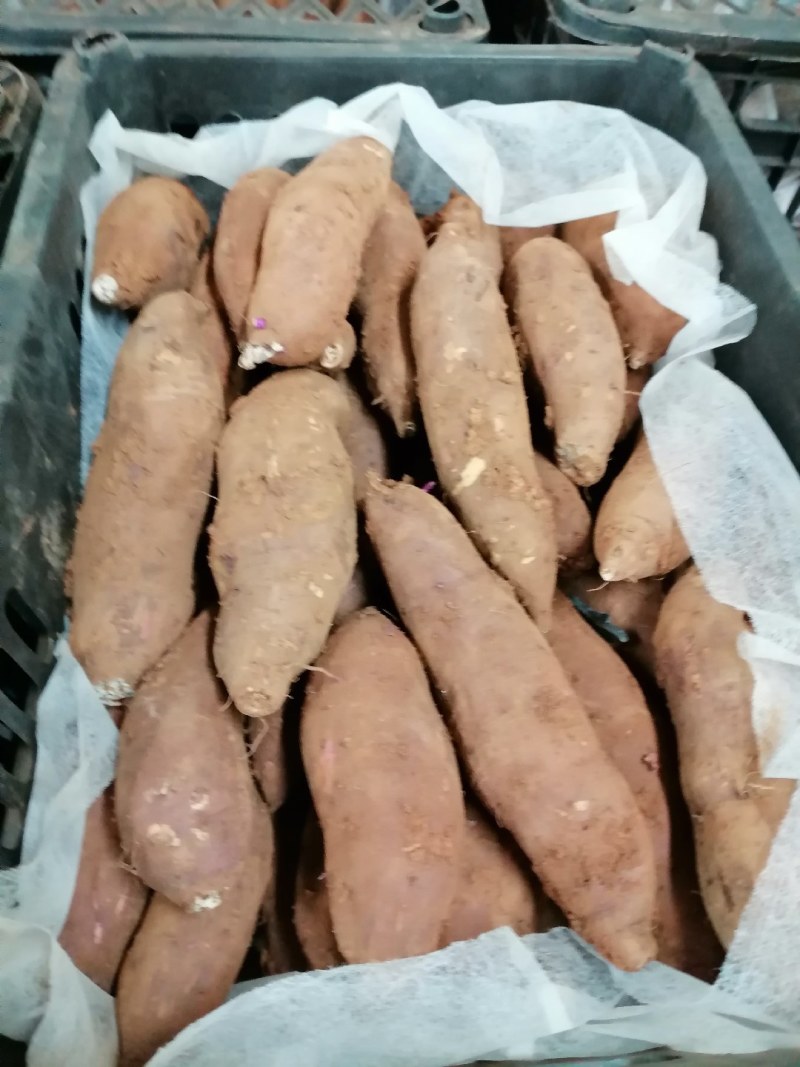 高原蜜薯