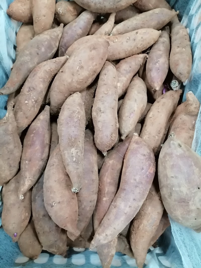 高原蜜薯