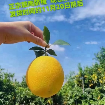 正宗赣南脐橙30万斤一手货源现摘
