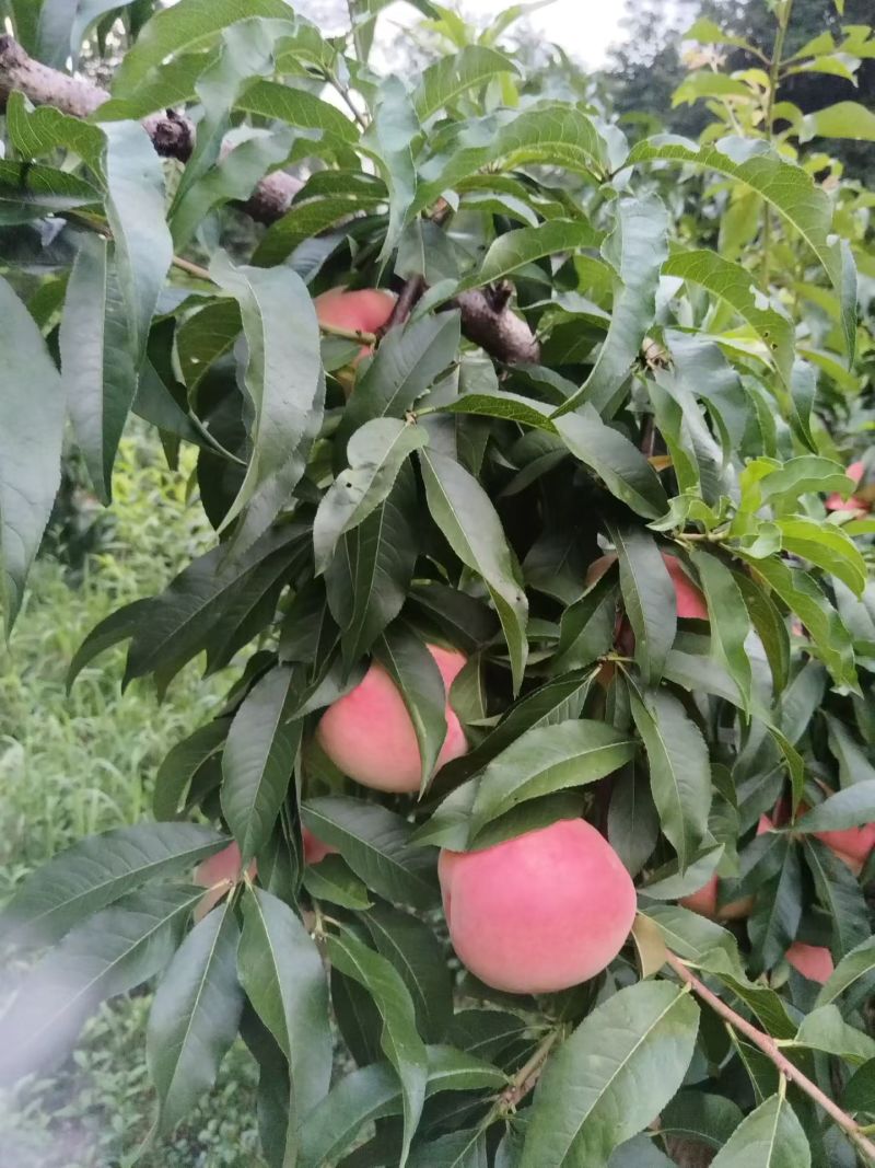 四川十月脆蜜桃