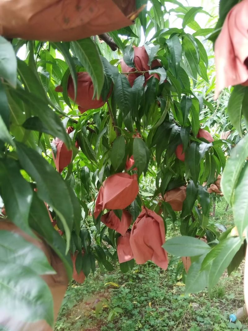 四川十月脆蜜桃