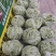 七粒白，白不老