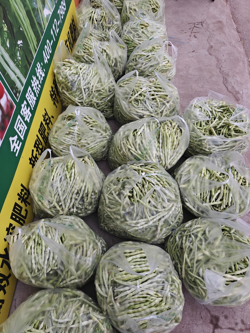 七粒白，白不老