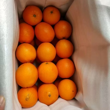 精品赣南脐橙