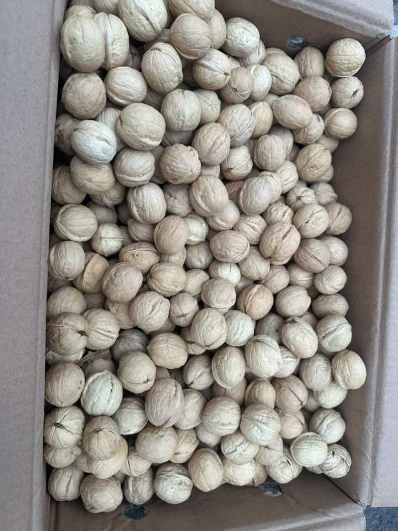 商超品质电商价格，185纸皮核桃大量现货。支持看货验货