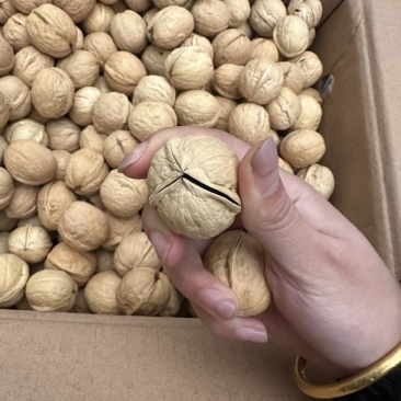 商超品质电商价格，185纸皮核桃大量现货。支持看货验货
