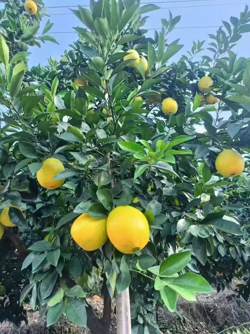赣南脐橙