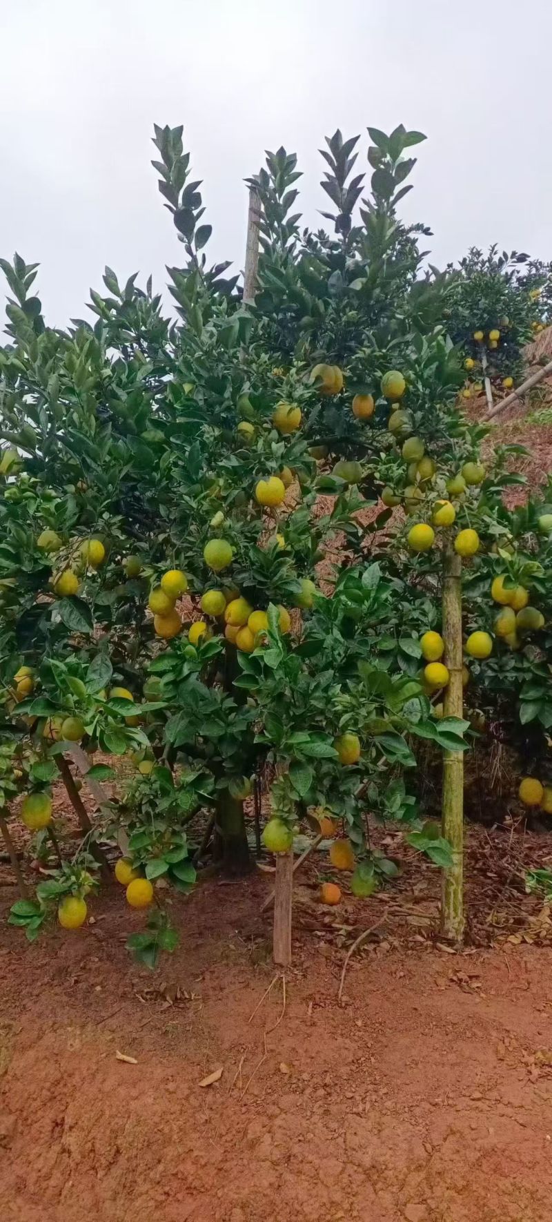 赣南脐橙