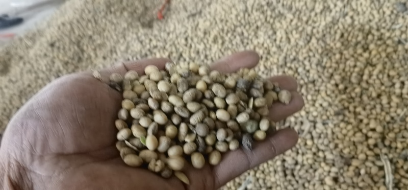 二级黄豆，饲料豆，化肥豆品质保证价格优惠实力