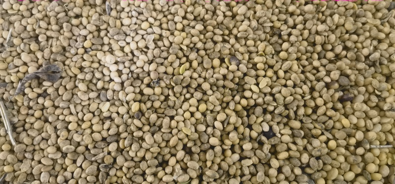 二级黄豆，饲料豆，化肥豆品质保证价格优惠实力
