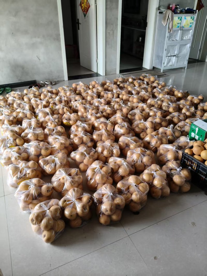 晚秋黄梨