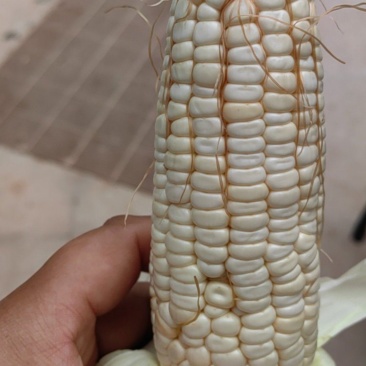 玉米