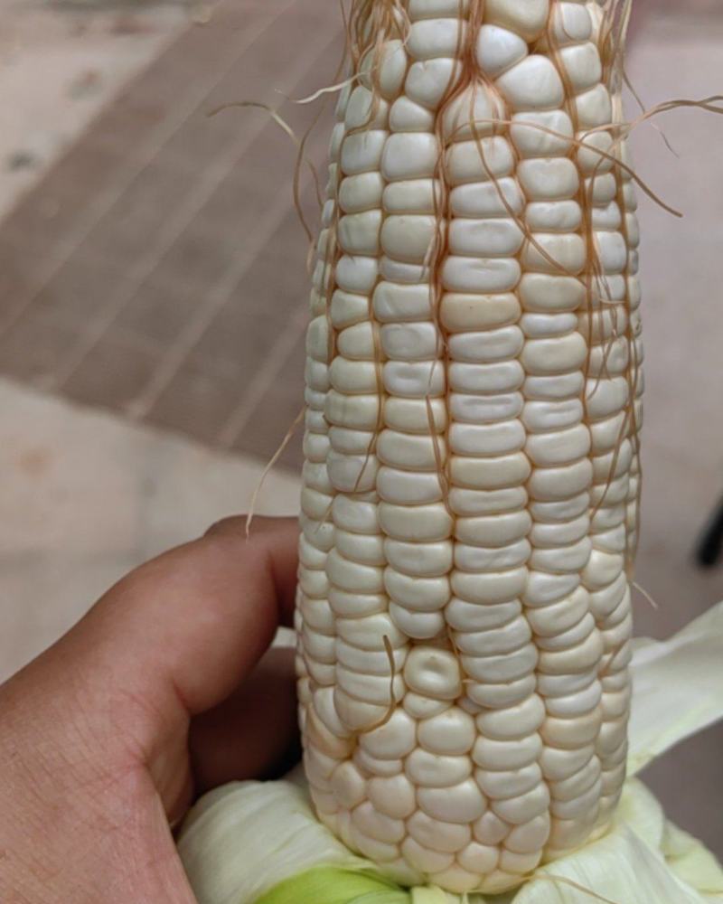 玉米