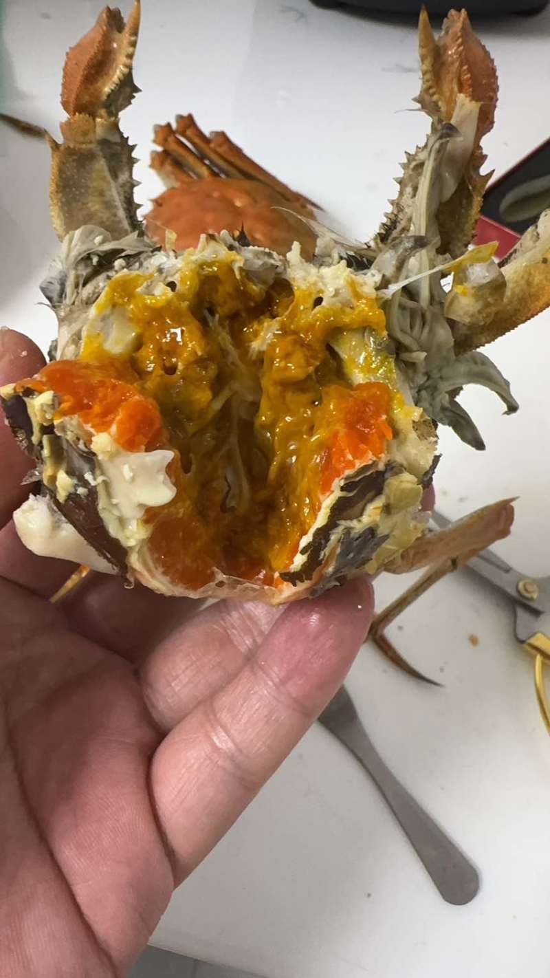 正宗江苏兴化大闸蟹中华绒螯蟹清水精养底板干净满膏满黄