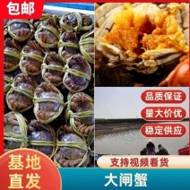 正宗江苏兴化大闸蟹中华绒螯蟹清水精养底板干净满膏满黄