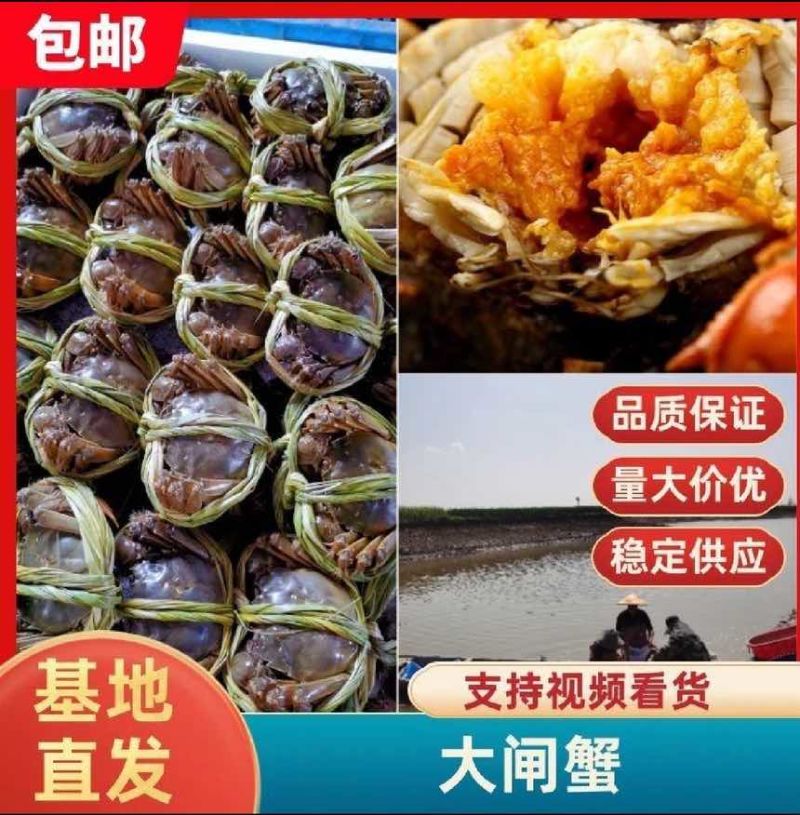 正宗江苏兴化大闸蟹中华绒螯蟹清水精养底板干净满膏满黄